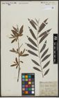 Foto von Salix alba L.